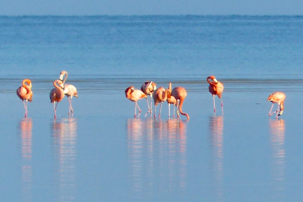 Flamingos early morning in Punta Mosquito
