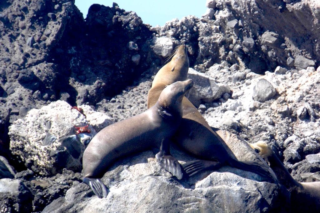 A couple of sea lions