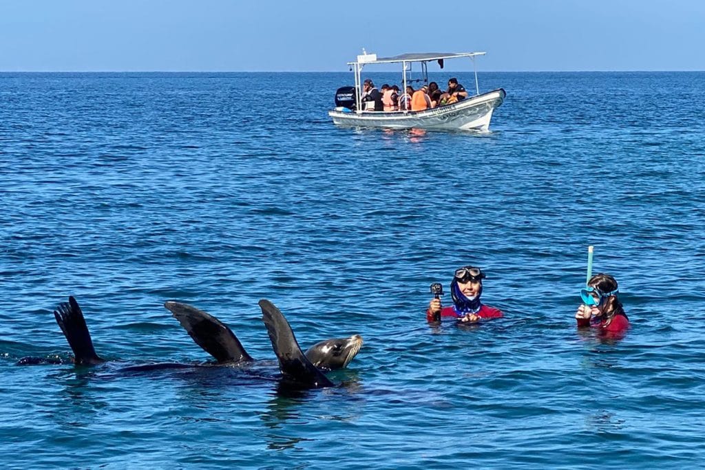 Sea Lions being friendly in La Paz, Mexico