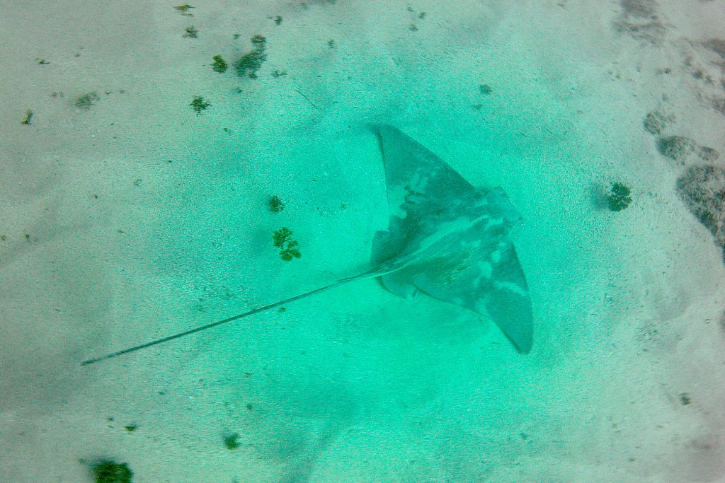 Stingray diving in Los Cabos